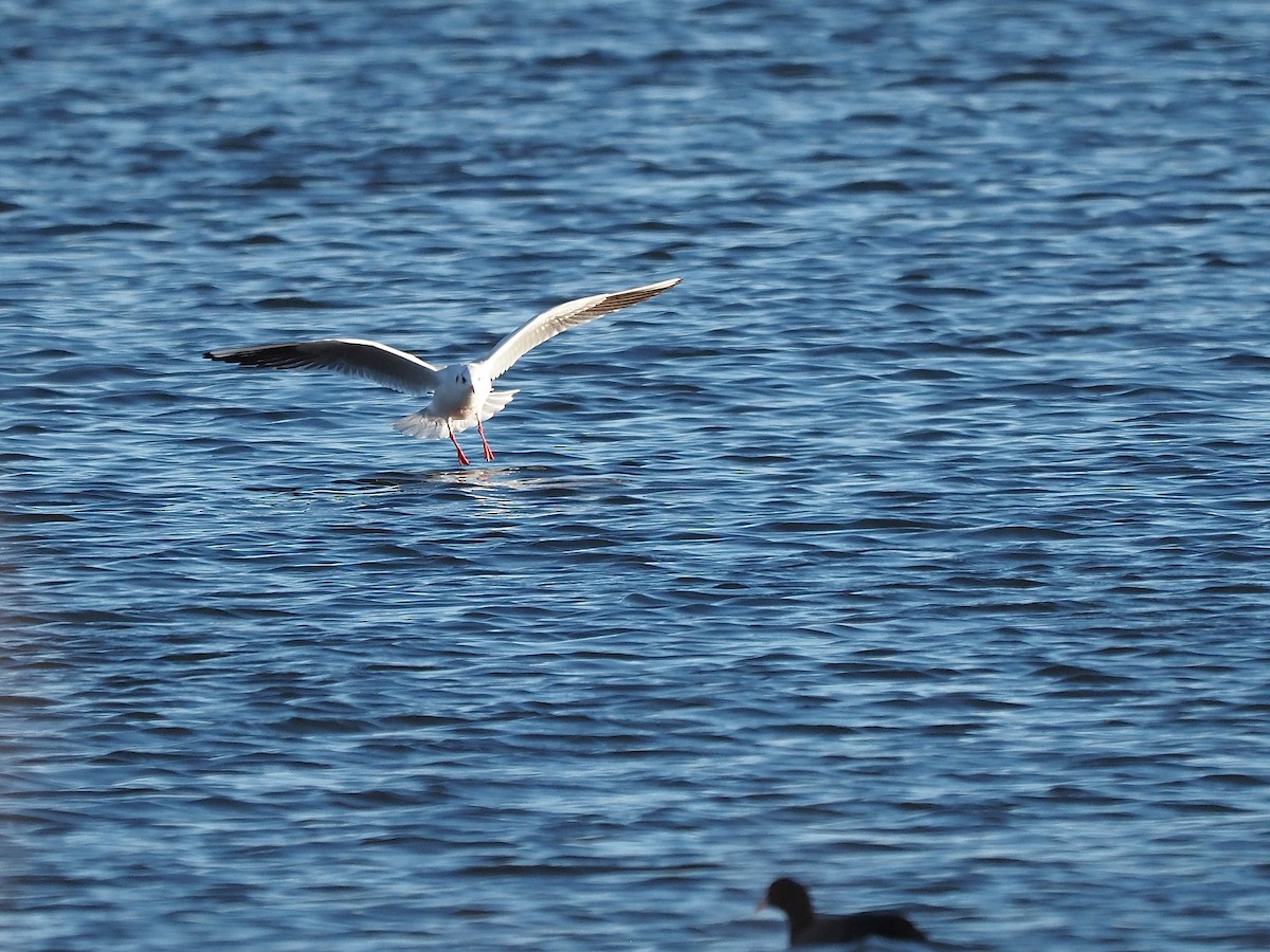 Lachmöwe - ML646055979