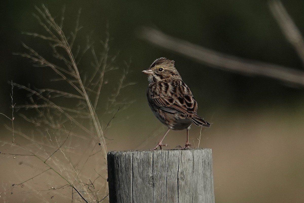 Savannah Sparrow - ML646055981