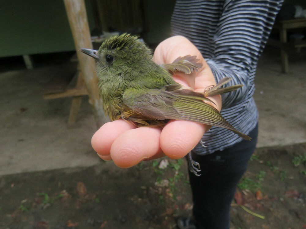 Ockerbauch-Pipratyrann - ML646055983