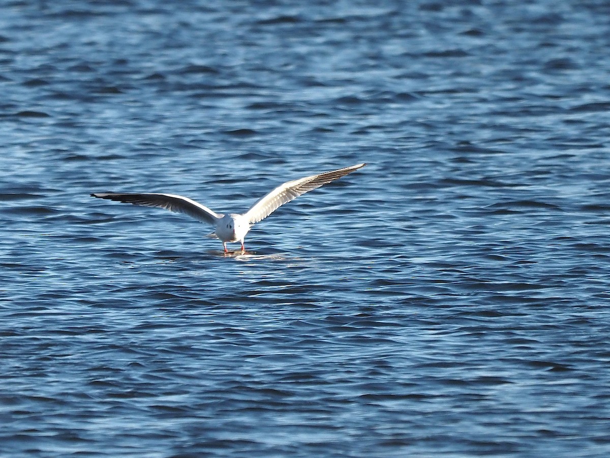 Lachmöwe - ML646055984