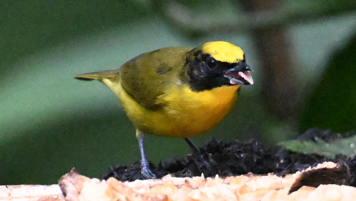 Dickschnabelorganist - ML646055985