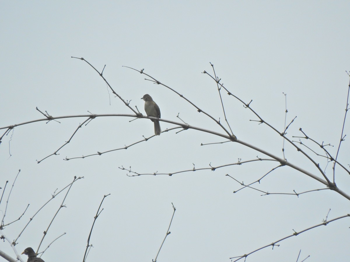 Coppersmith Barbet - ML646055988