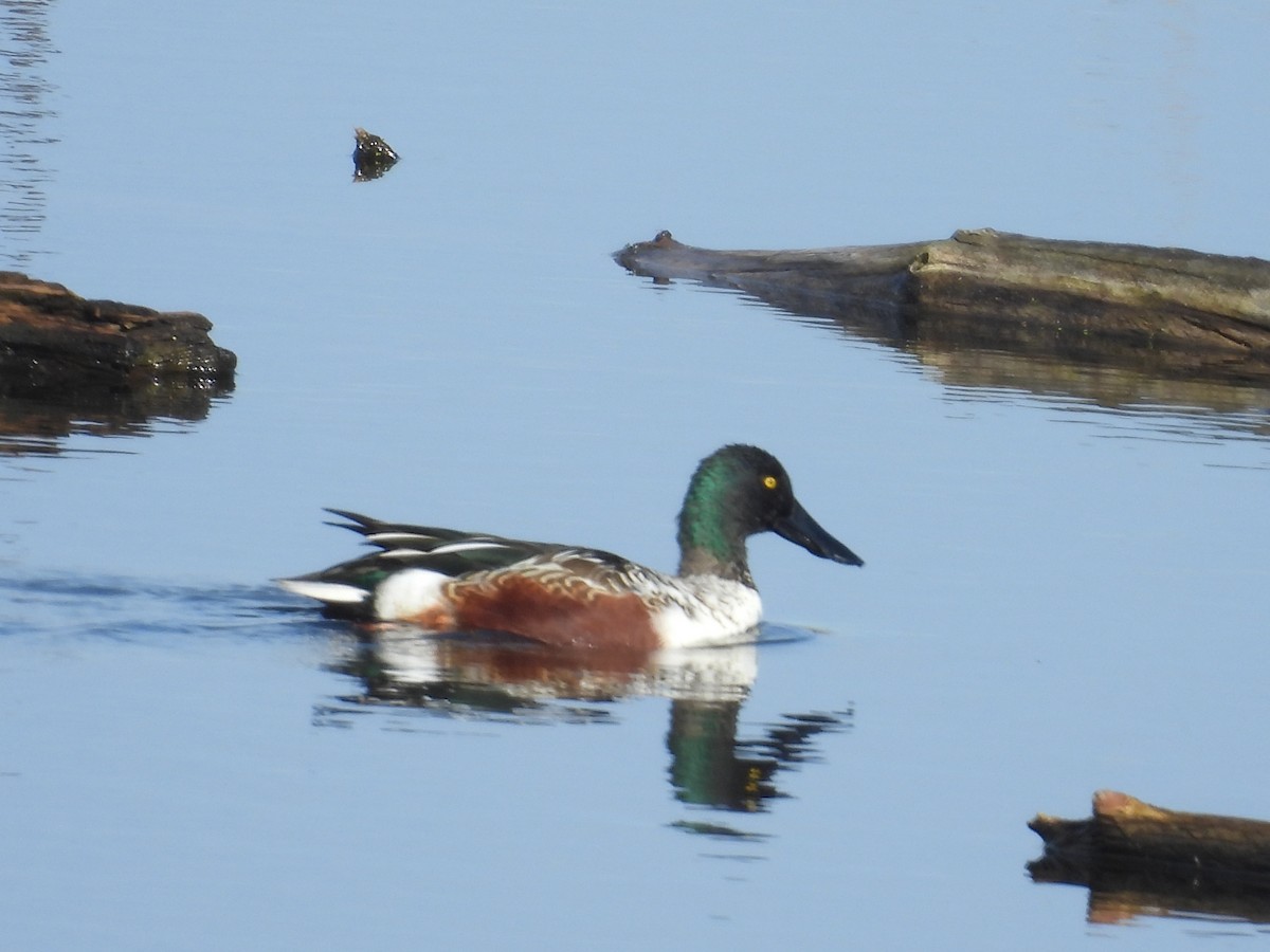 Northern Shoveler - ML646055994