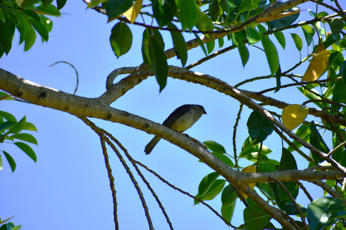 Bluish-gray Saltator - ML646055996