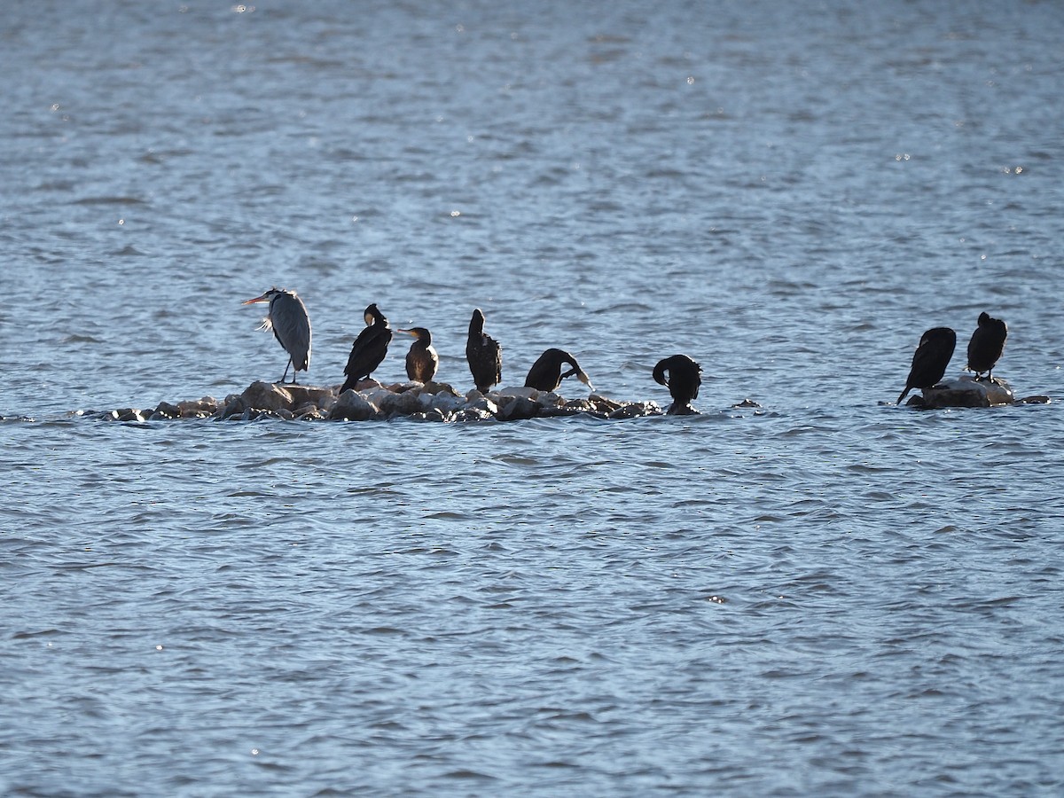 Great Cormorant - ML646055999