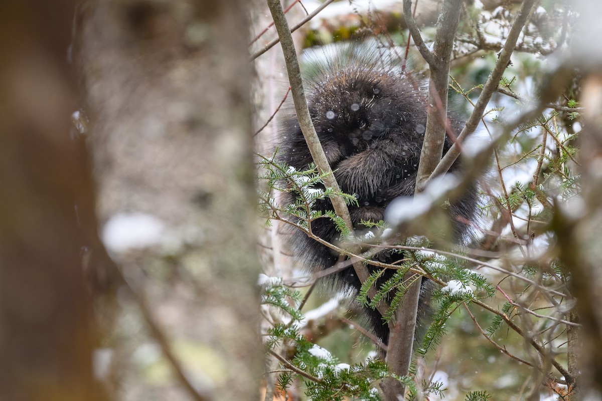 North American Porcupine - ML646056002