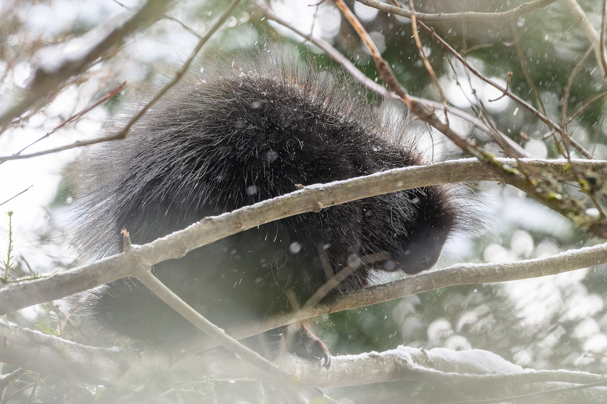 North American Porcupine - ML646056003