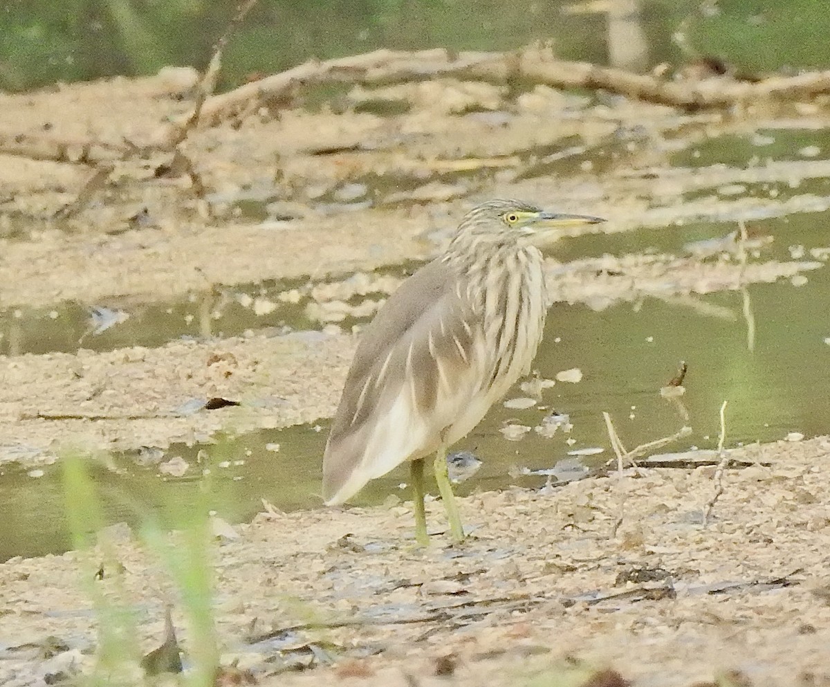 Chinese Pond-Heron - ML646056004