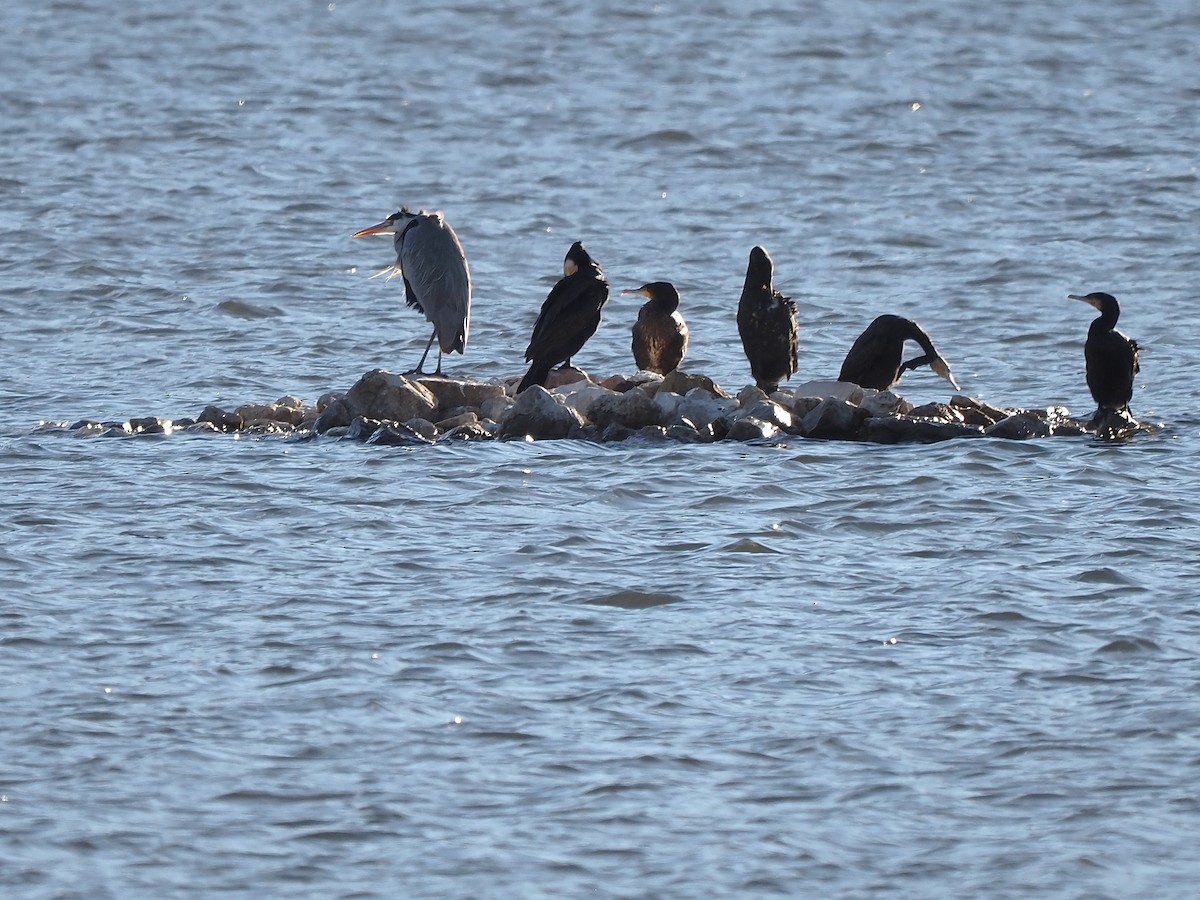 Gray Heron - ML646056006