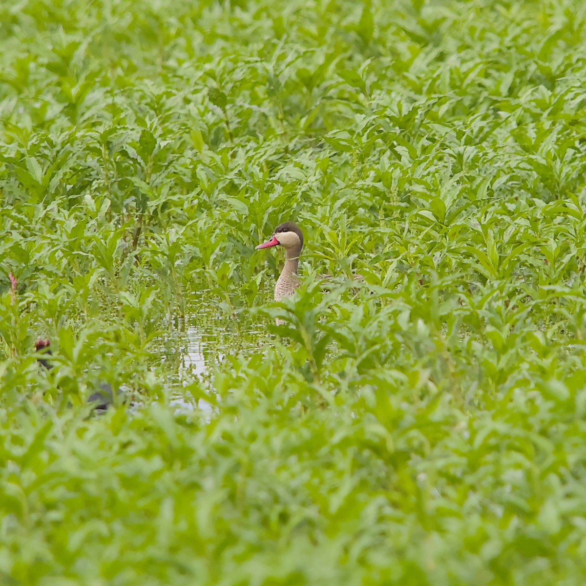 שרשיר אדום-מקור - ML646056008