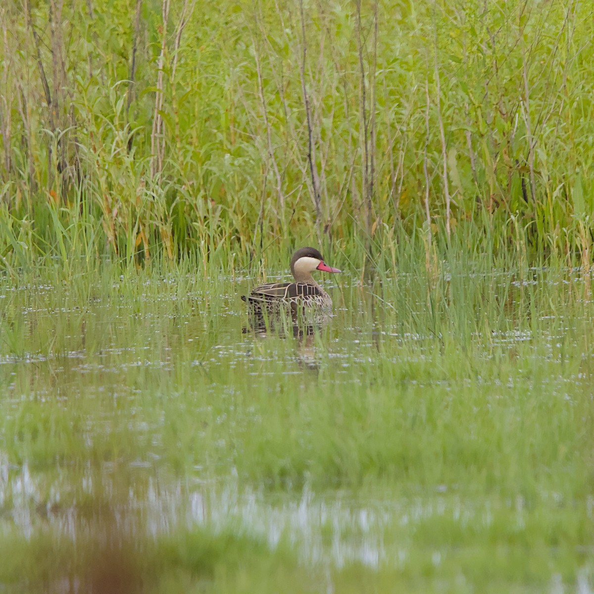 שרשיר אדום-מקור - ML646056009
