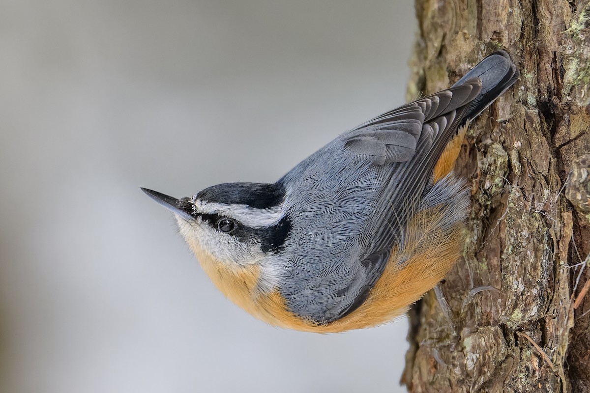 Red-breasted Nuthatch - ML646056012