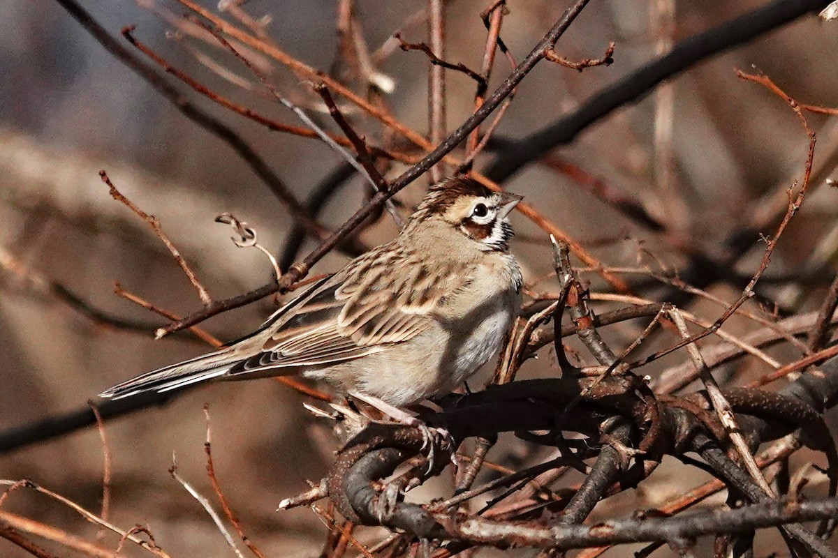 Lark Sparrow - ML646056017