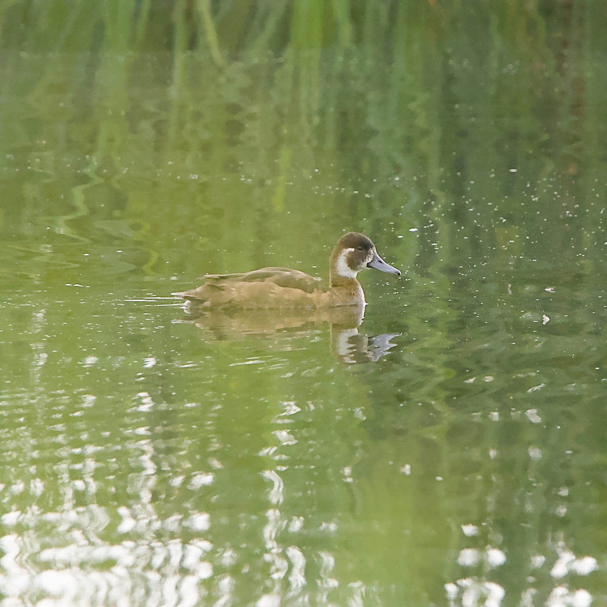 Southern Pochard - ML646056021