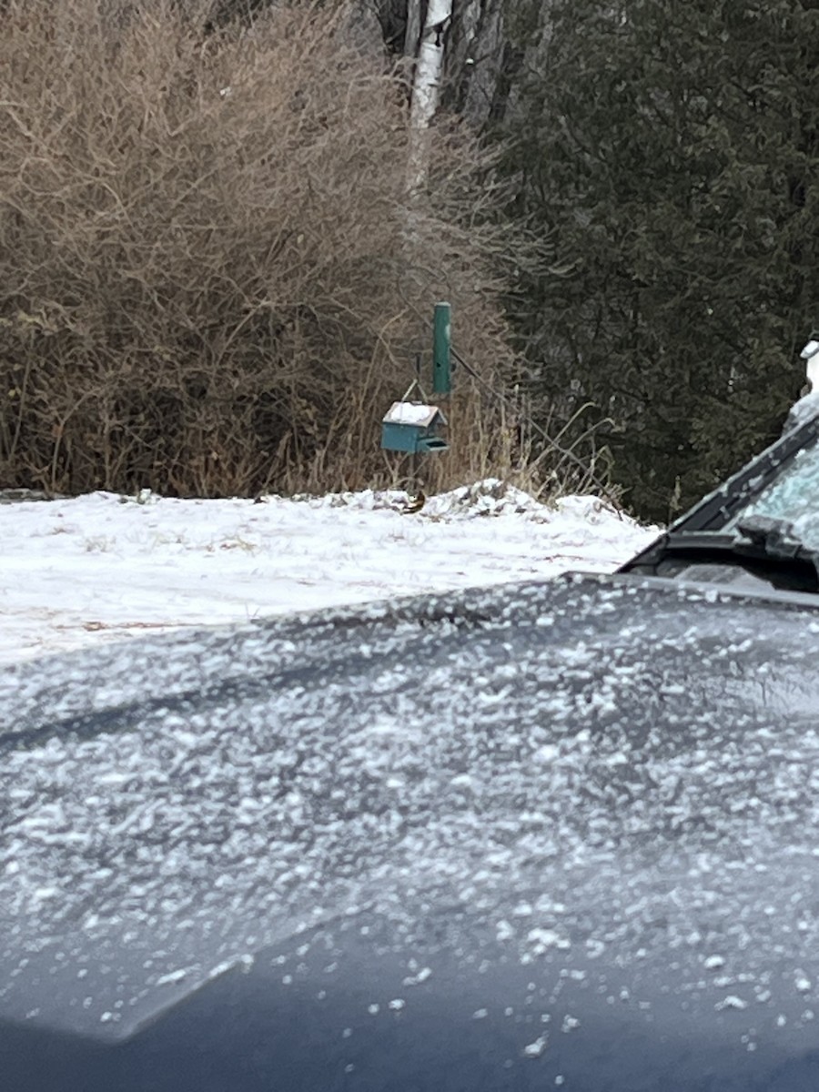 Evening Grosbeak - ML646056022