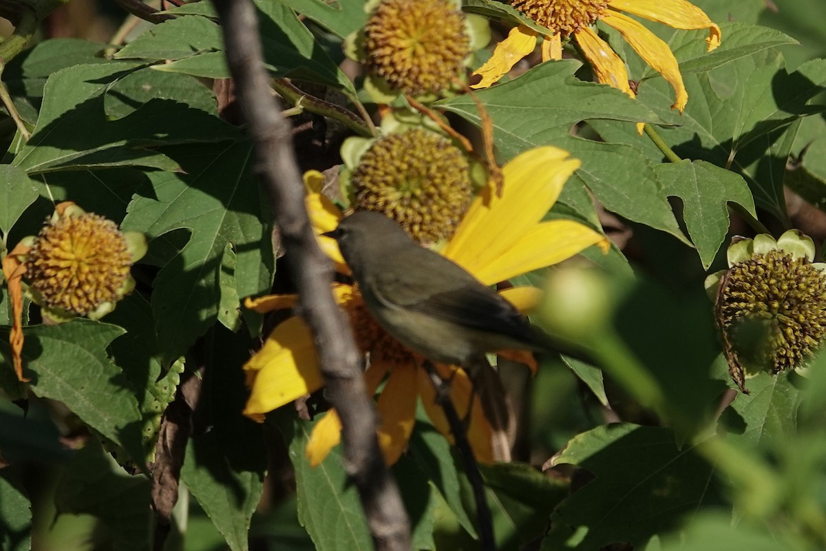 Orange-crowned Warbler - ML646056023