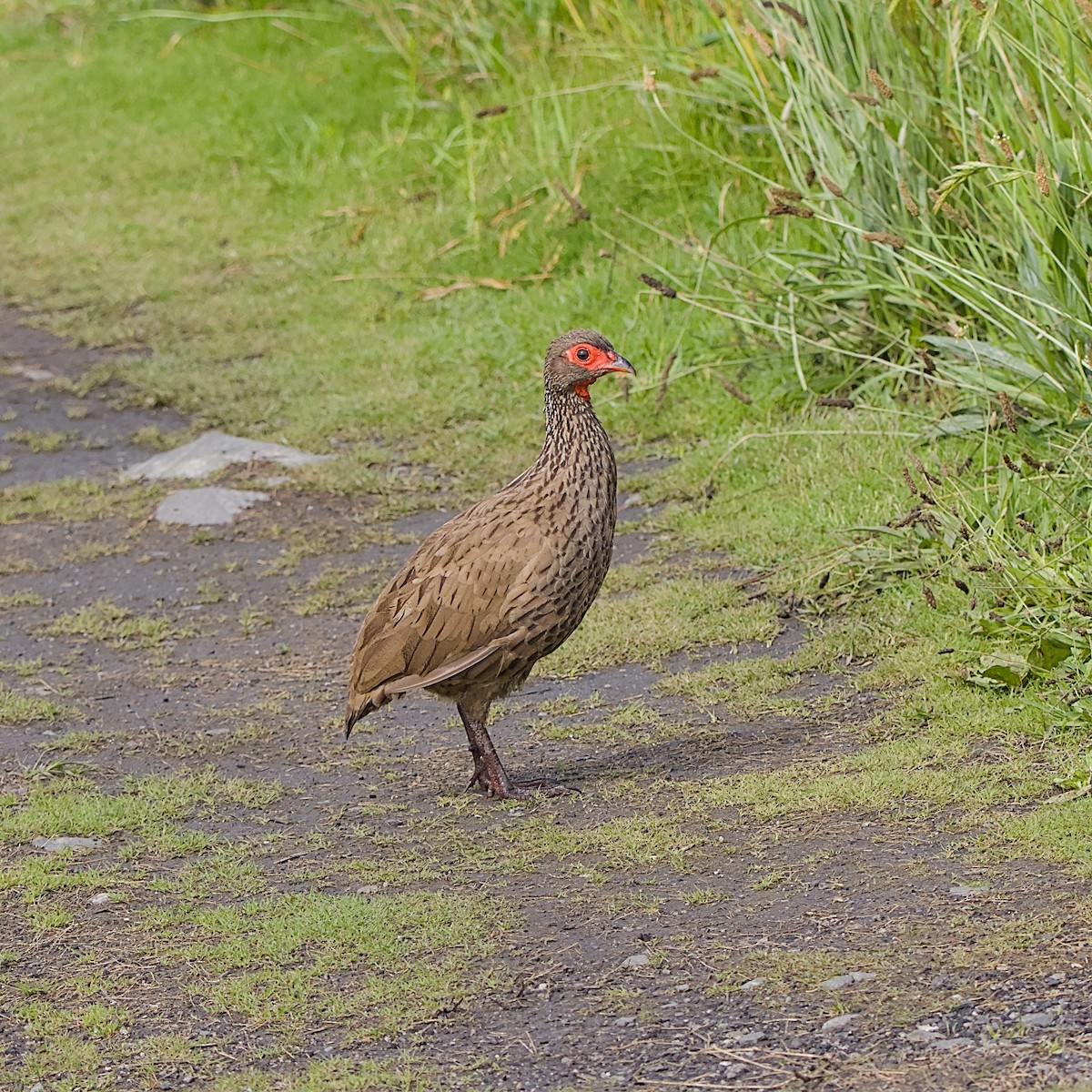Swainson's Spurfowl - ML646056025