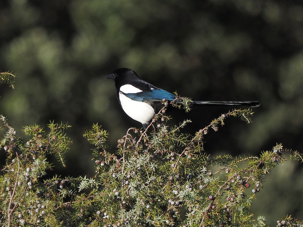 Eurasian Magpie - ML646056026