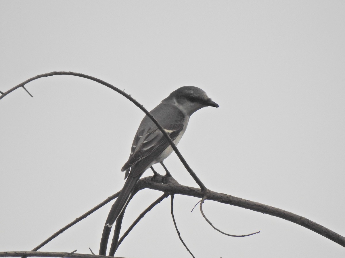 Серый личинкоед - ML646056029