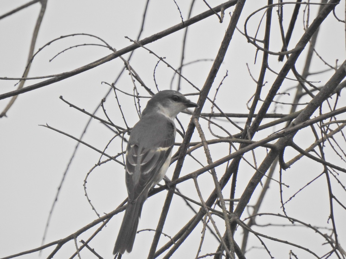 Серый личинкоед - ML646056030