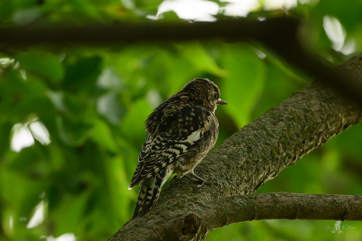 シルスイキツツキ - ML646056035