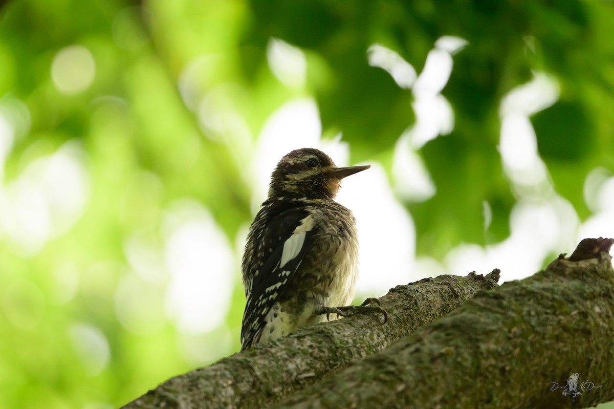 シルスイキツツキ - ML646056036