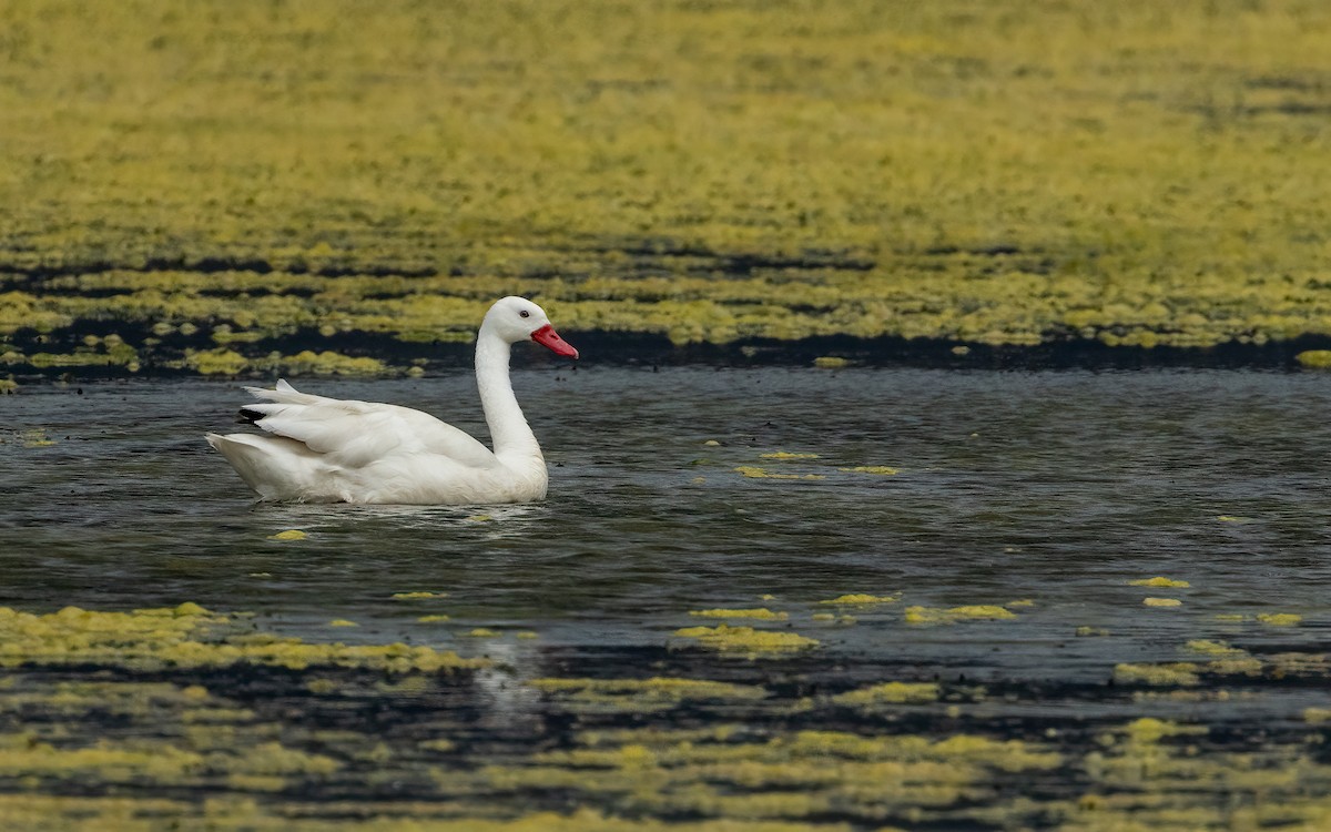 Coscoroba Swan - ML646056038