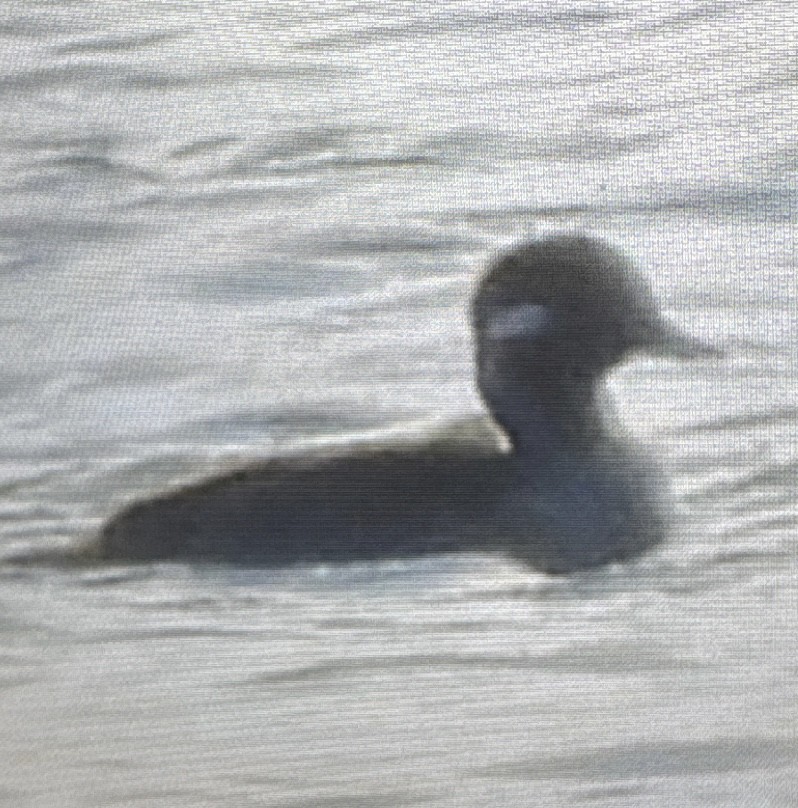 Bufflehead - ML646056043