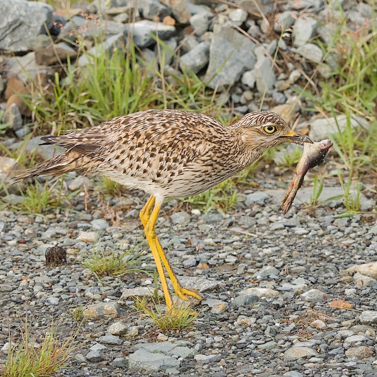 Spotted Thick-knee - ML646056046