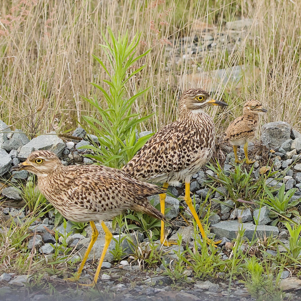 Spotted Thick-knee - ML646056047