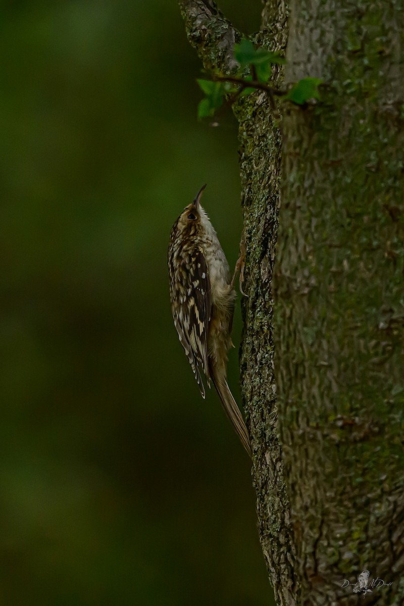 Brown Creeper - ML646056050
