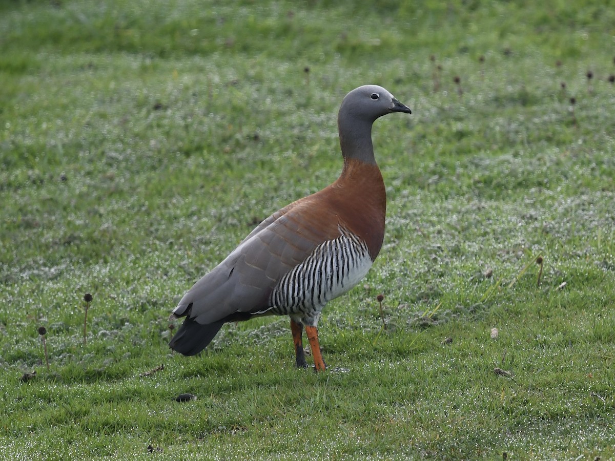 Ashy-headed Goose - ML646056052
