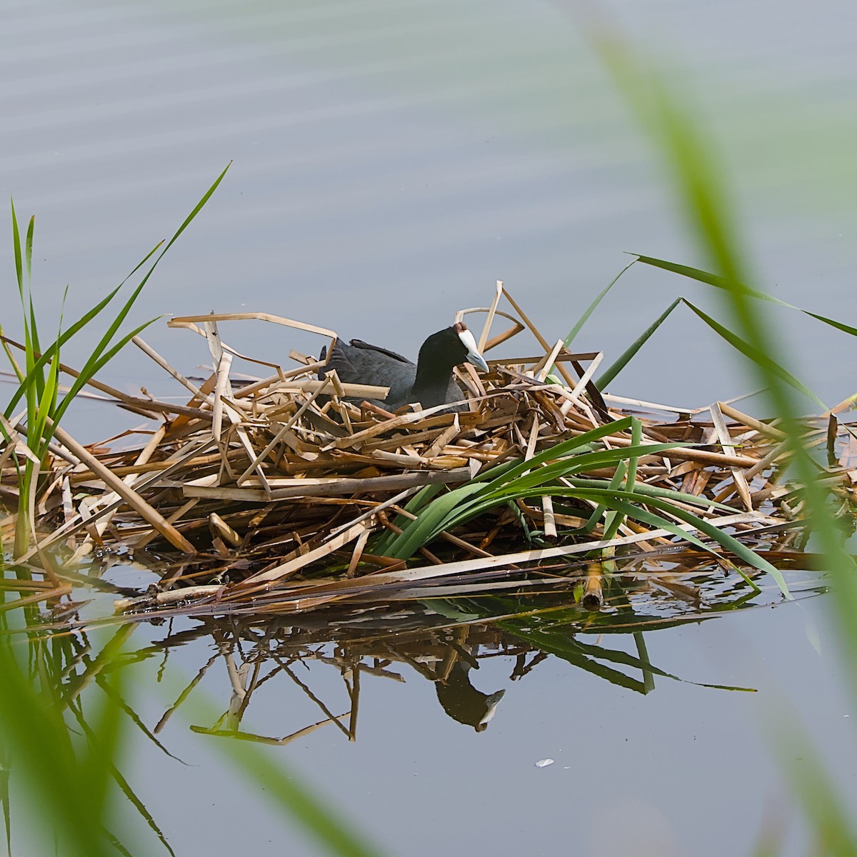 Red-knobbed Coot - ML646056053