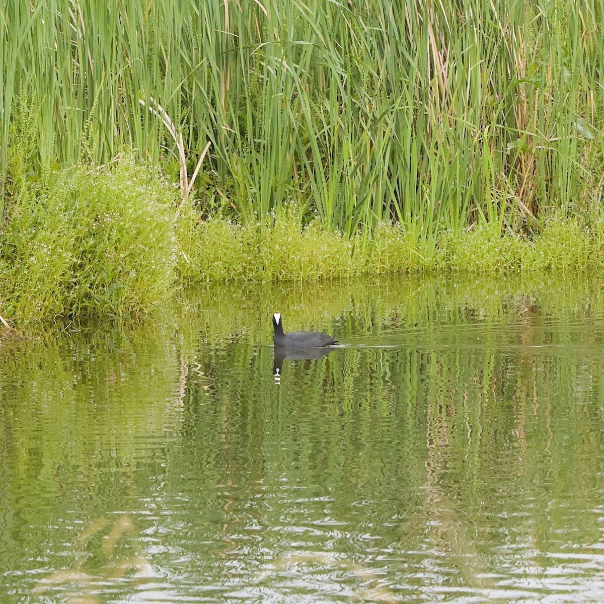 Red-knobbed Coot - ML646056054