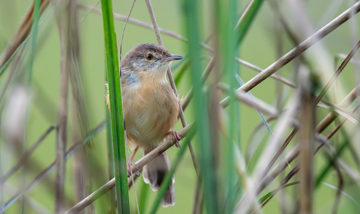 Plain Prinia - ML646056055
