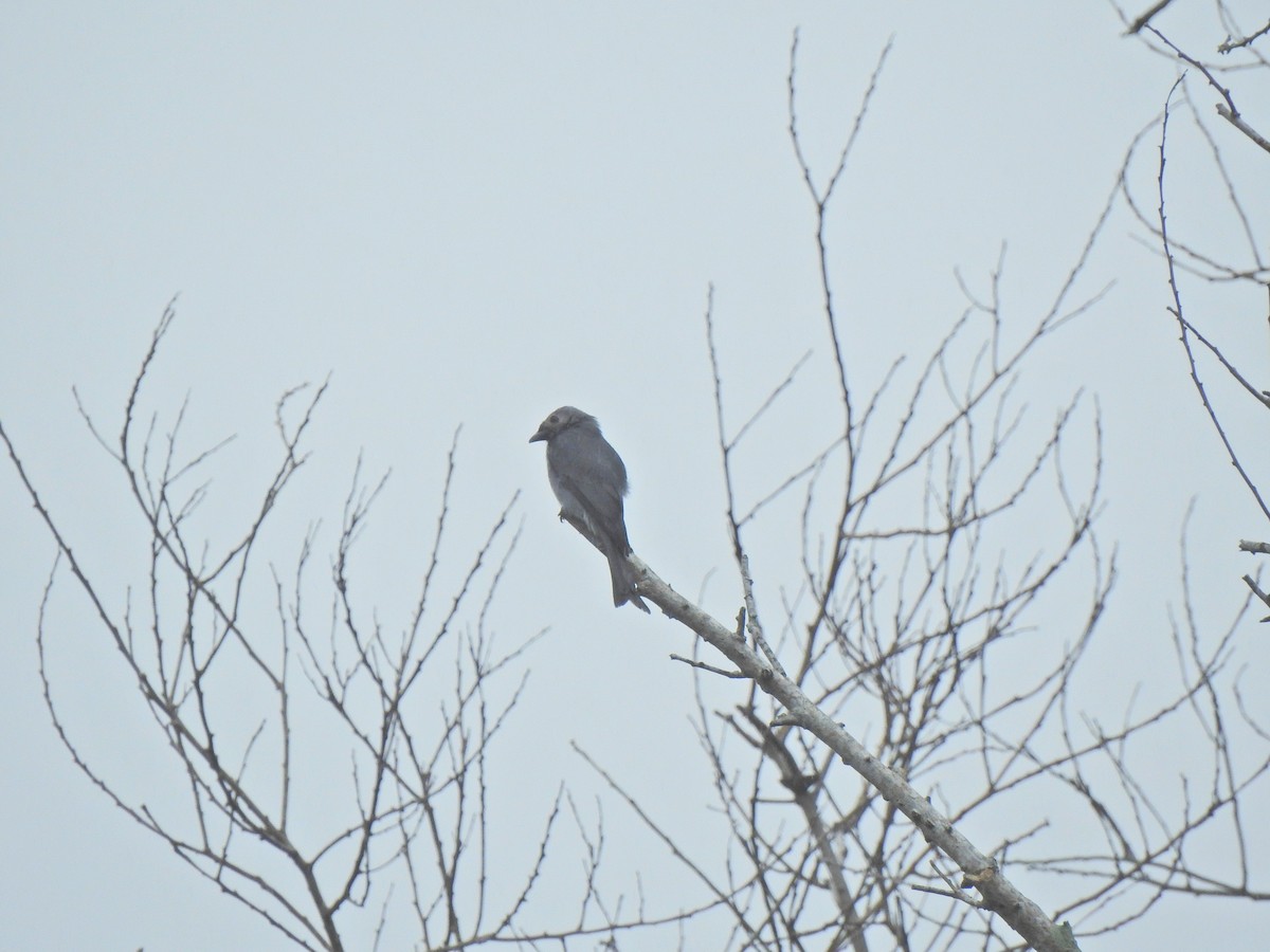 Ashy Drongo - ML646056056
