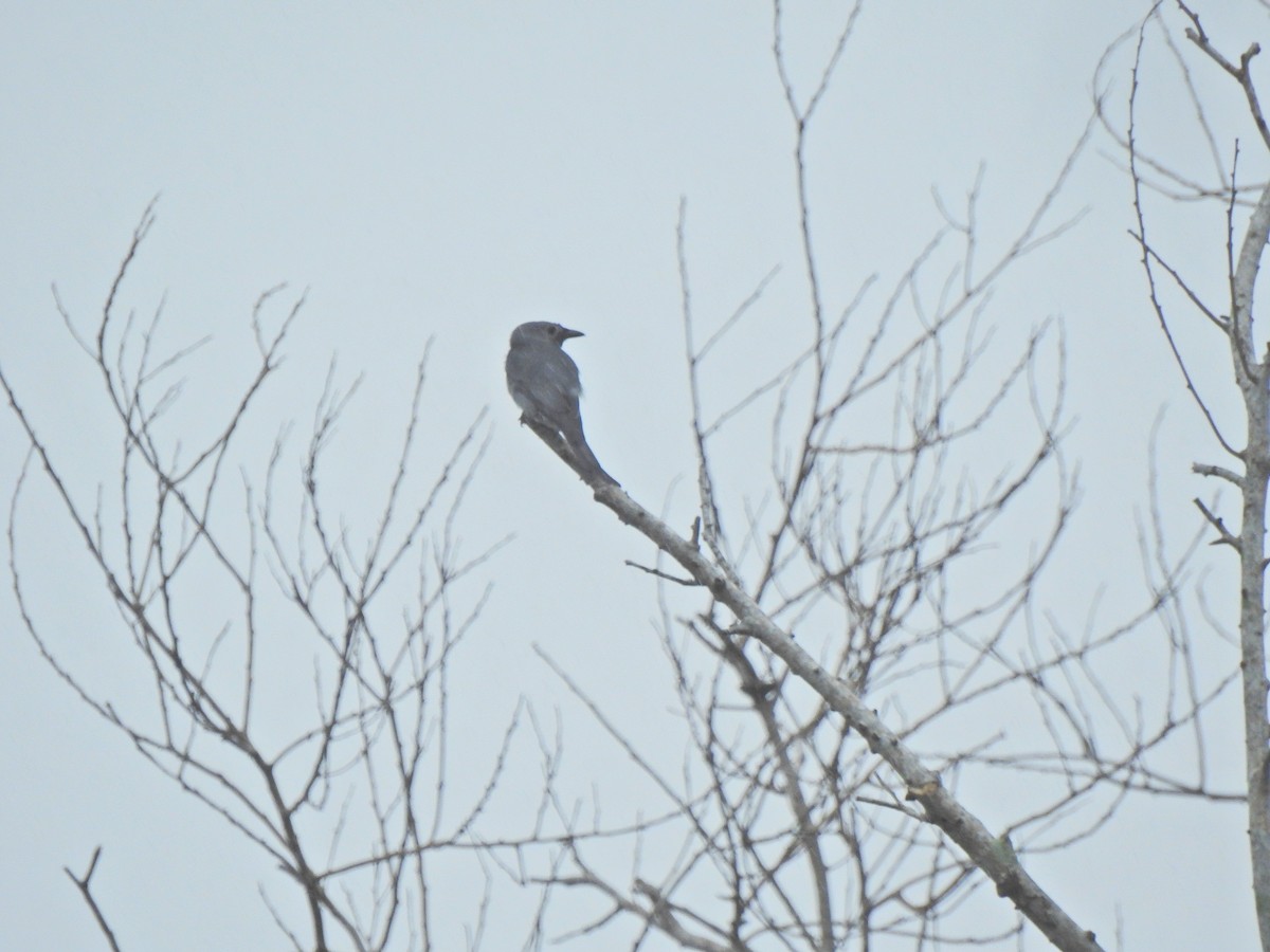 Ashy Drongo - ML646056057
