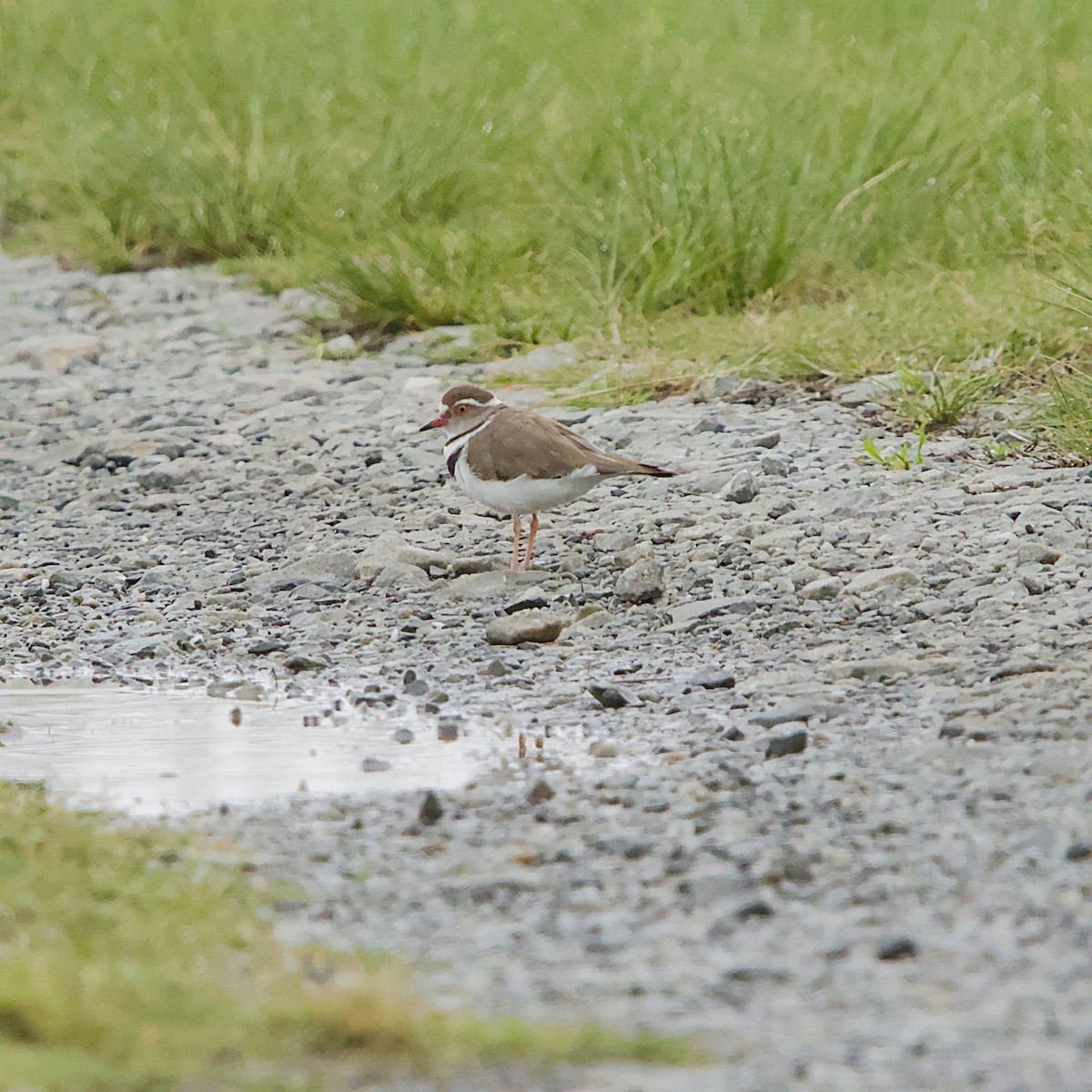 Three-banded Plover - ML646056071