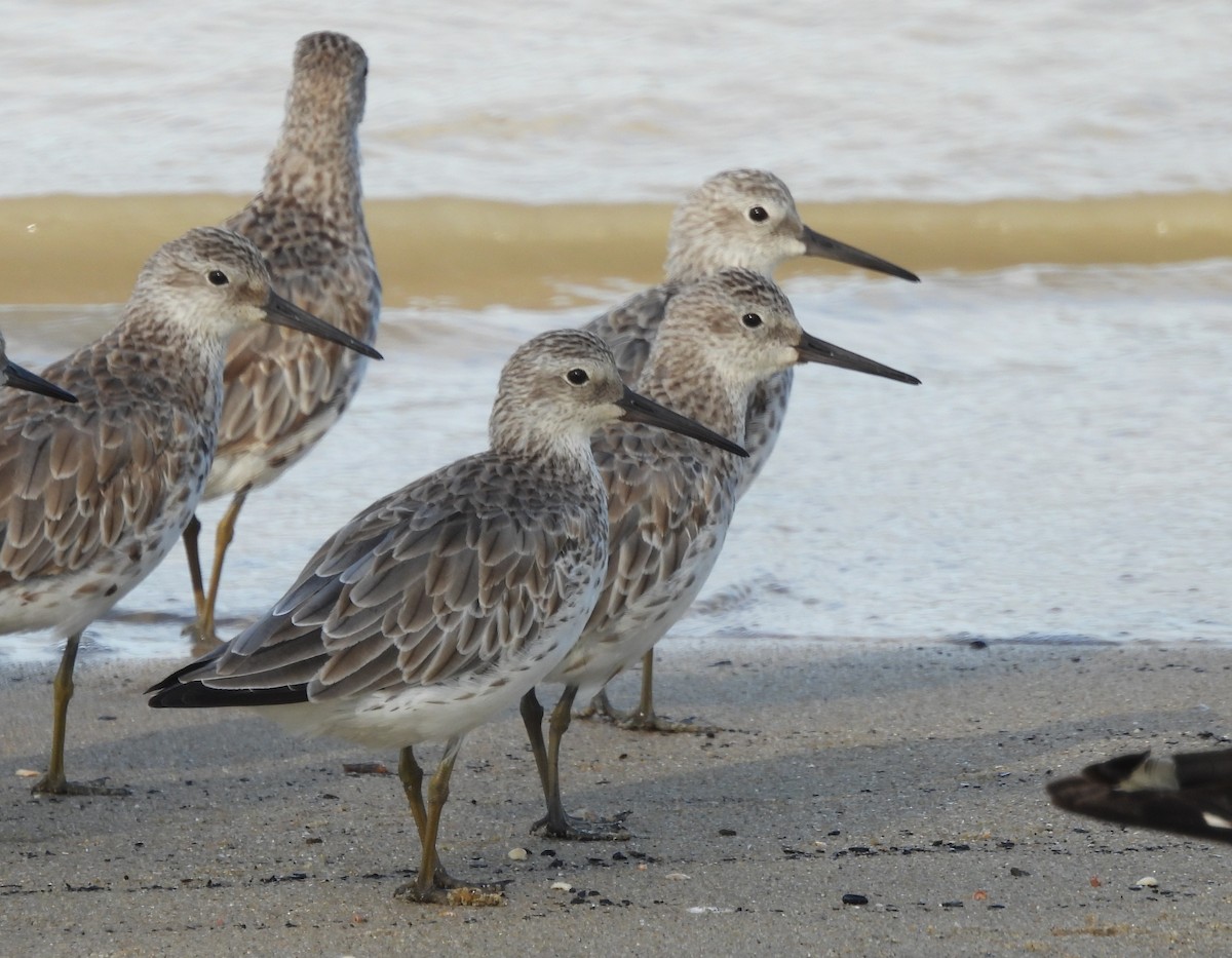 Great Knot - ML646056076