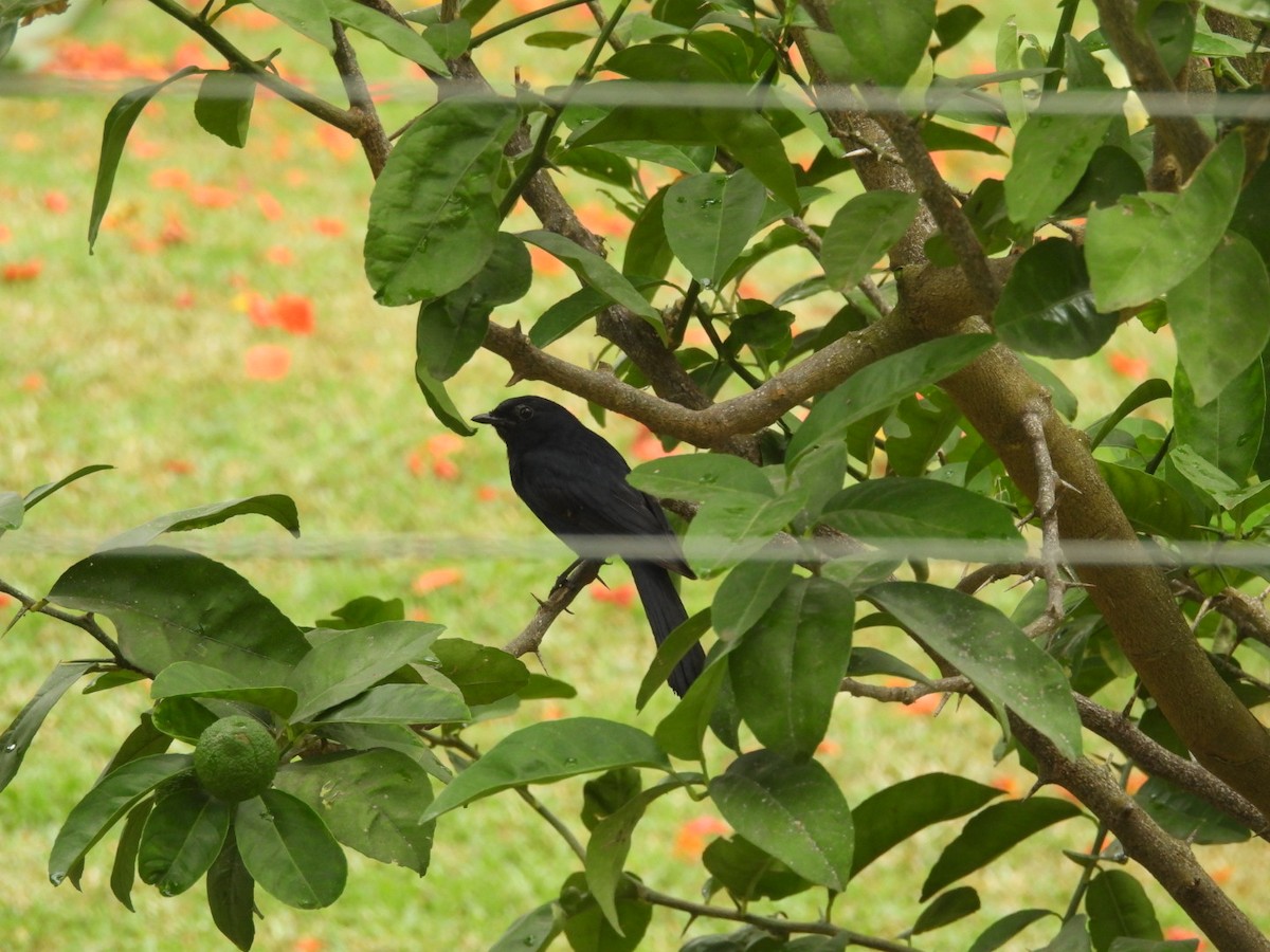 Slate-colored Boubou - ML646056080