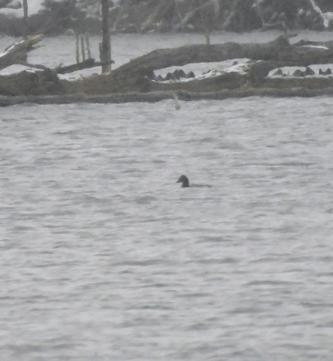 Canvasback - ML646056081