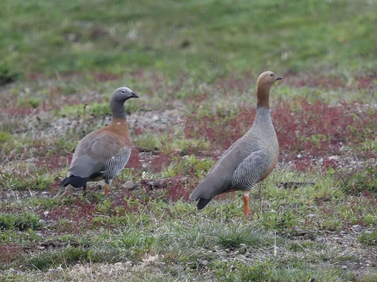 Ruddy-headed Goose - ML646056082