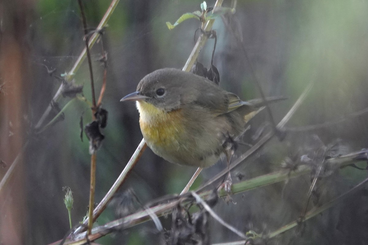 Common Yellowthroat - ML646056083