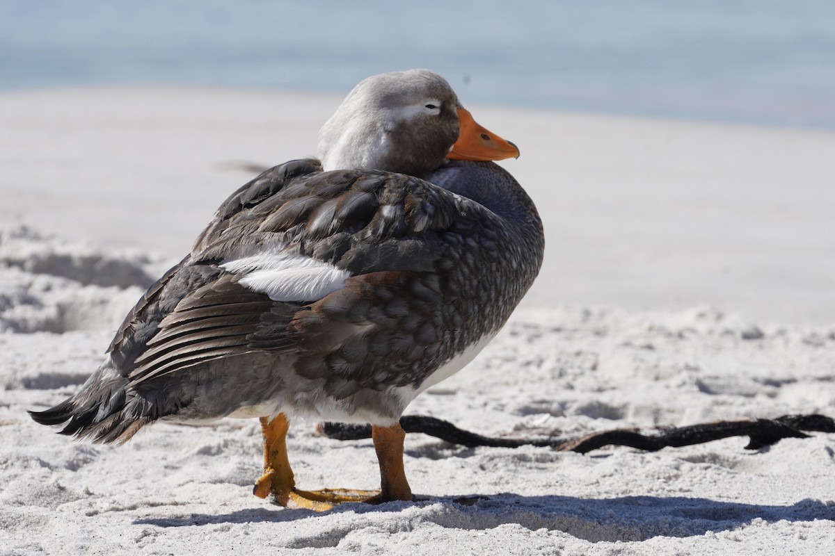 Falkland Steamer-Duck - ML646056084