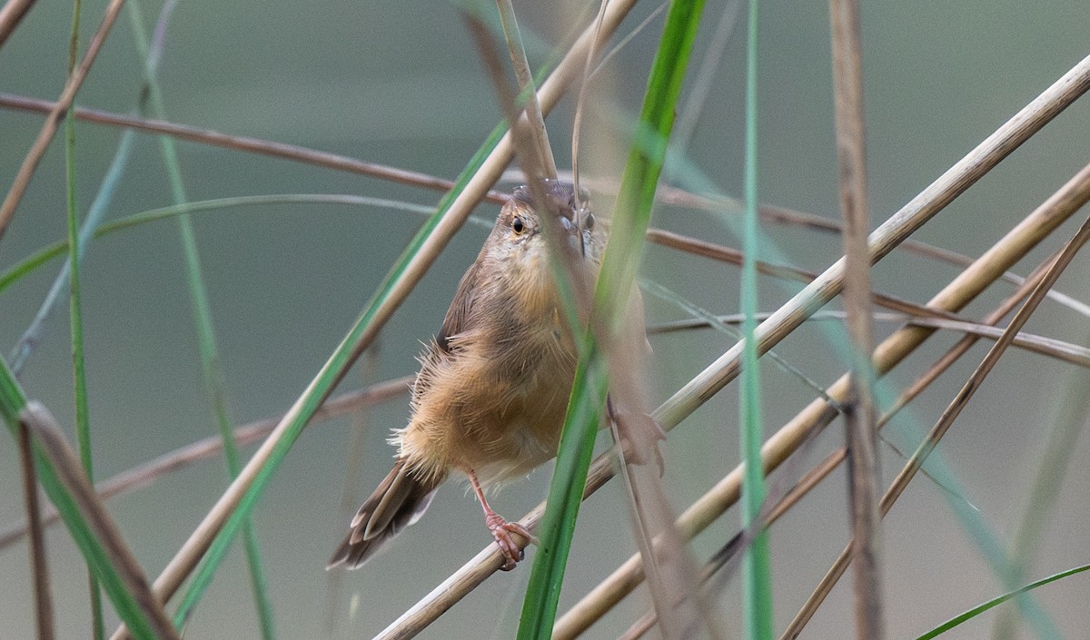 Plain Prinia - ML646056085