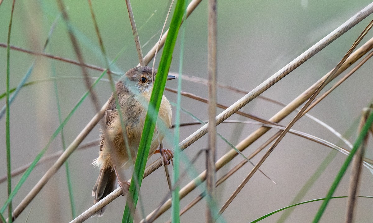 Plain Prinia - ML646056086