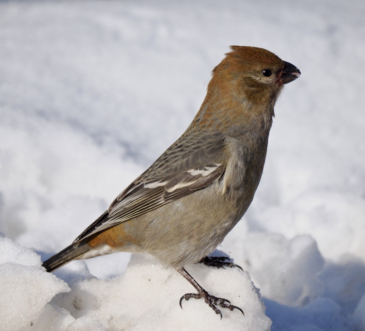 Pine Grosbeak - ML646056087