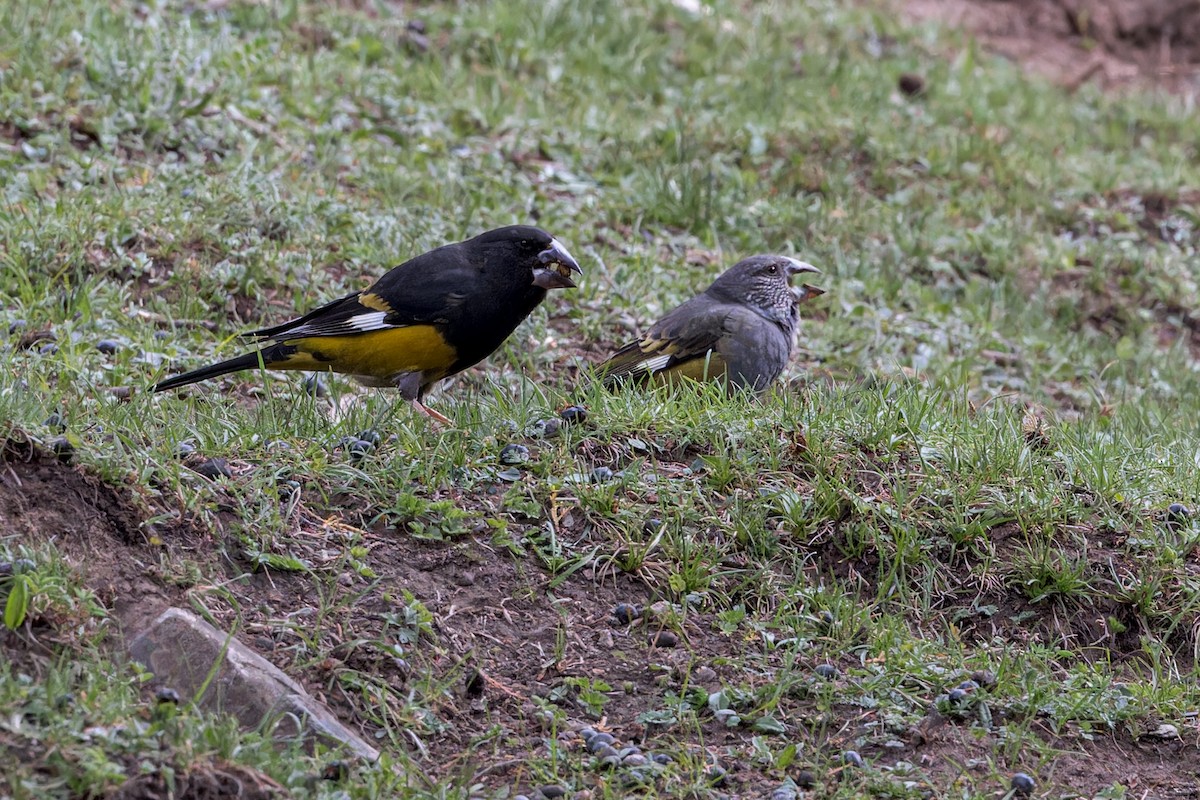 White-winged Grosbeak - ML646056088