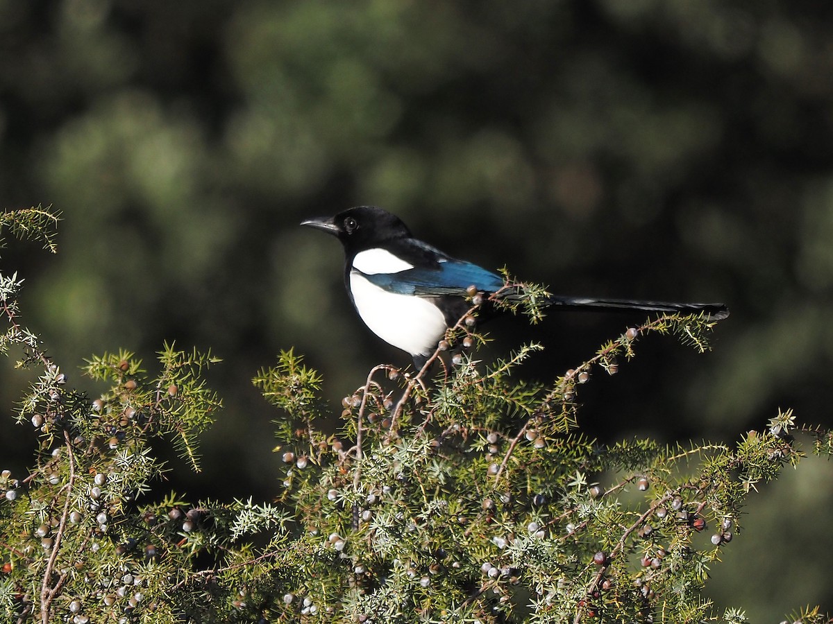 Eurasian Magpie - ML646056089