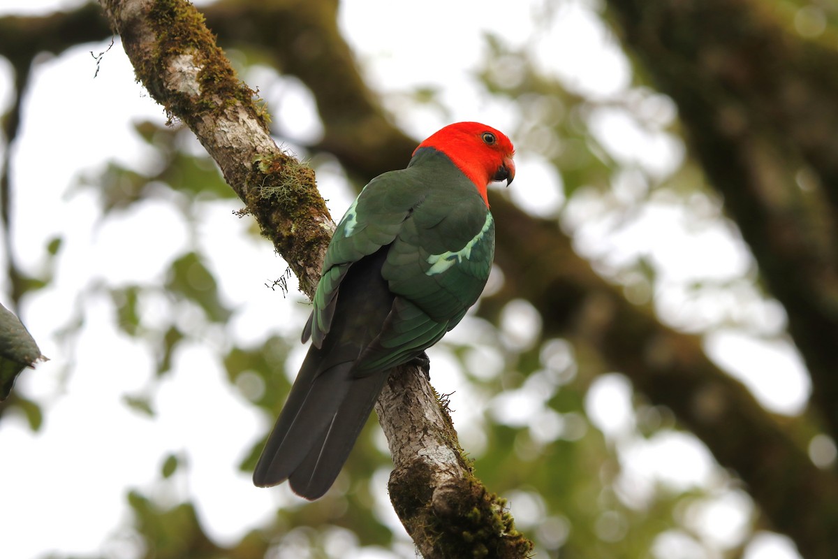 Australian King-Parrot - ML646056090